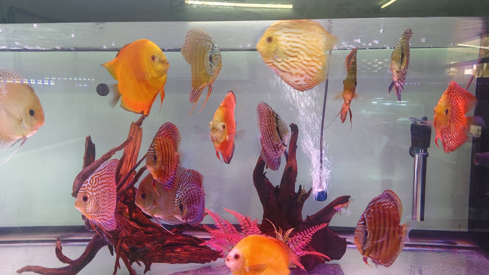 Samui Fish House