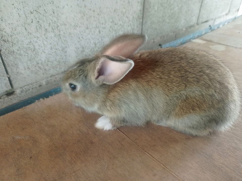Thai Rabbit Farm Surat Thani
