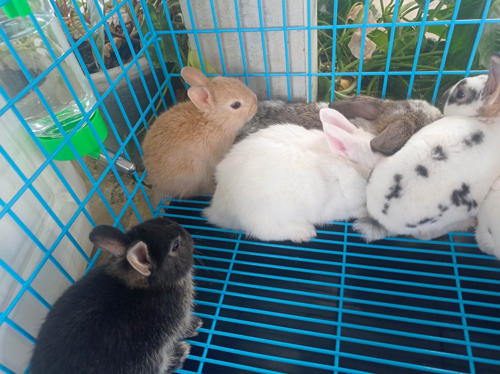 Thai Rabbit Farm Surat Thani
