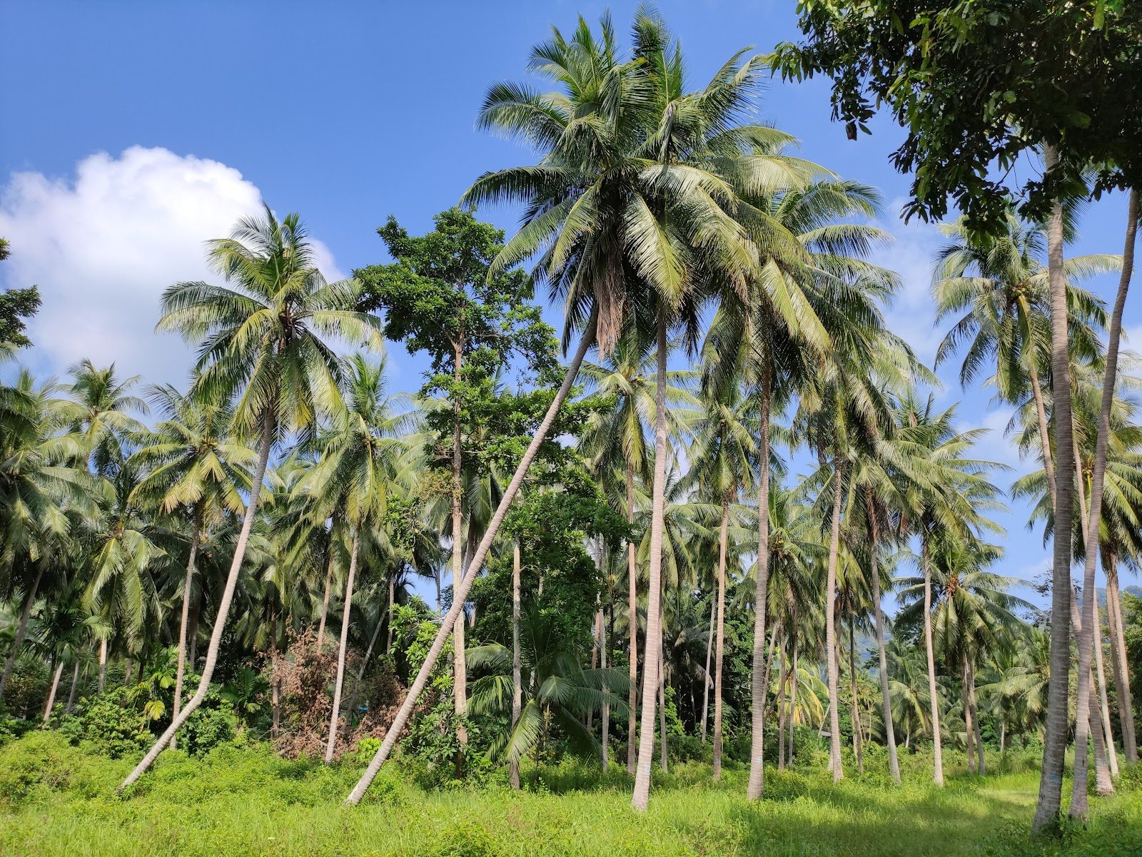 Yang Na Yai Tree