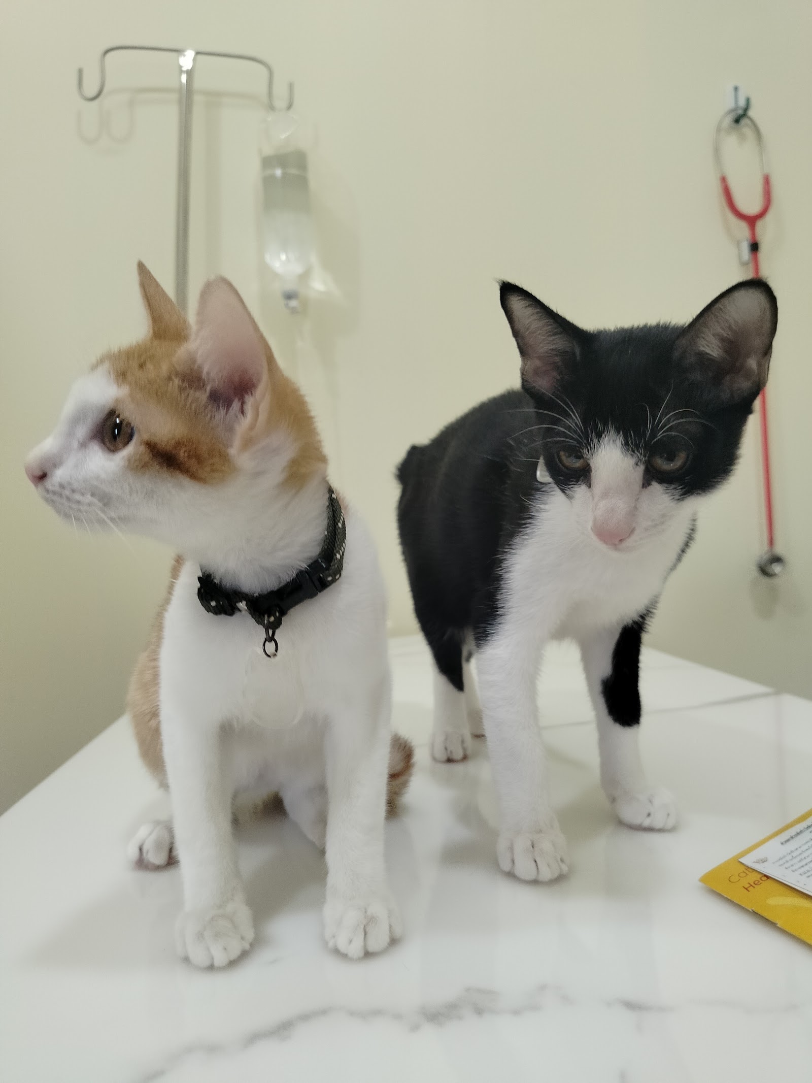 Gan aeng Animal Clinic
