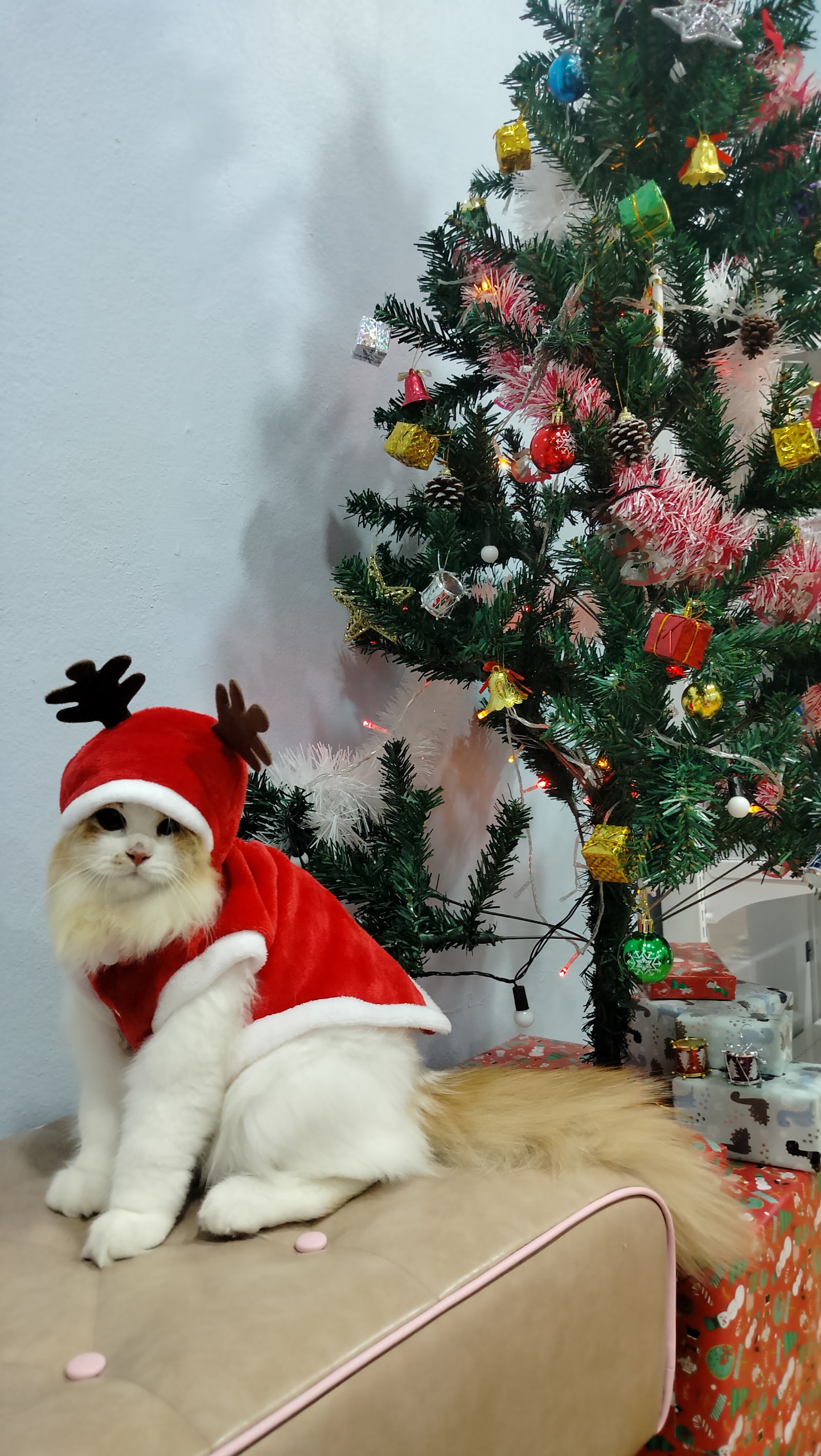 Gan aeng Animal Clinic