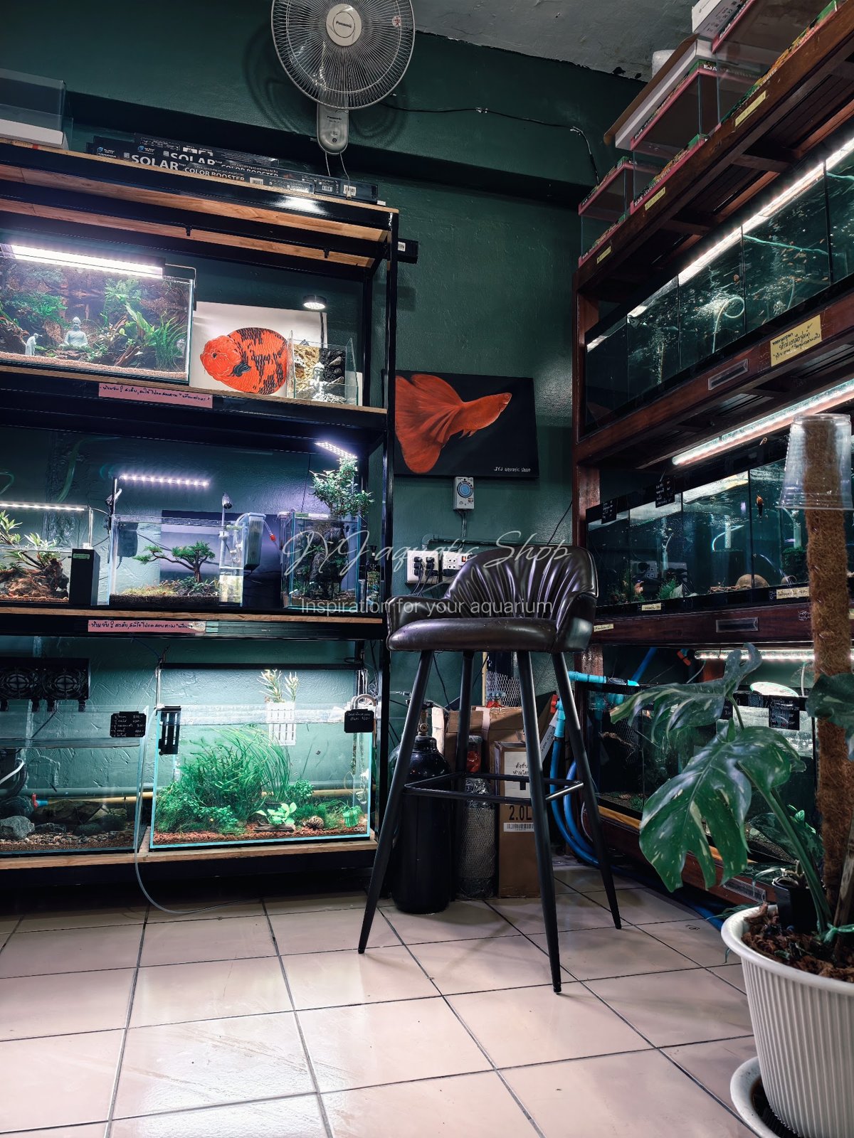 JYJ Aquatic Shop